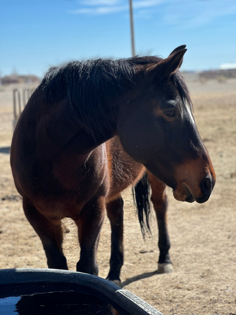 Elu | First Lady of the Ranch