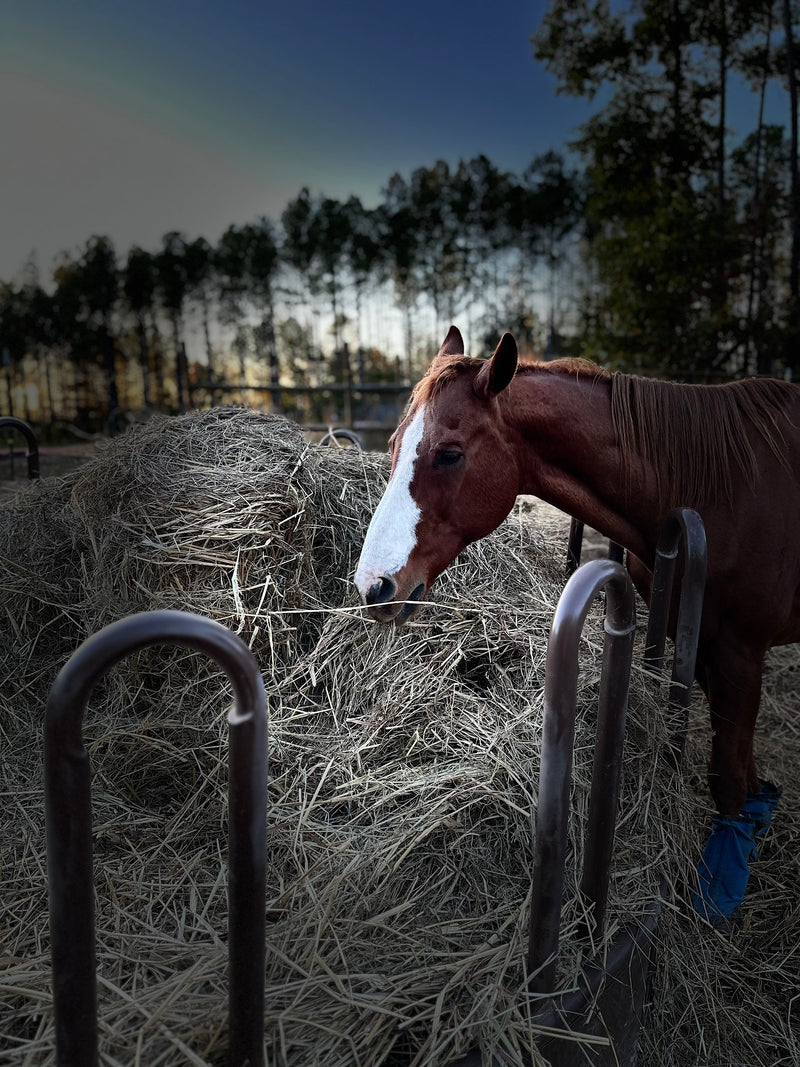 Sarge | The Veteran's Horse